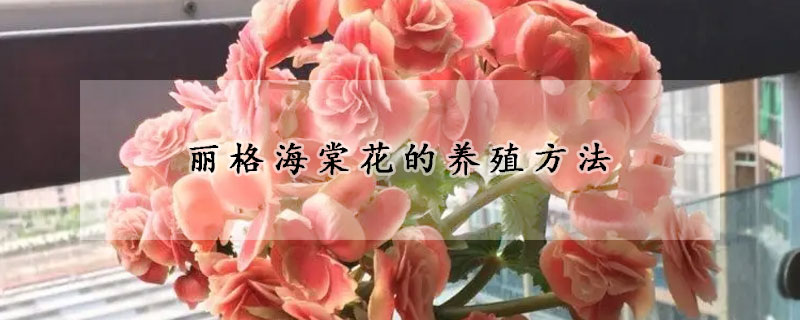 麗格海棠花的養(yǎng)殖方法