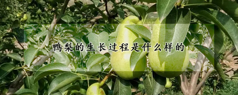 鴨梨的生長過程是什么樣的