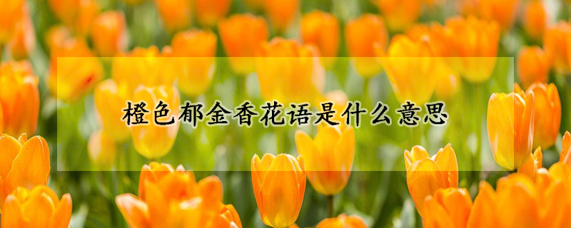 橙色郁金香花語(yǔ)是什么意思