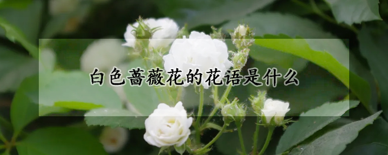 白色薔薇花的花語是什么