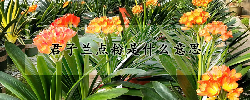 君子蘭點(diǎn)粉是什么意思