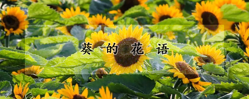 葵的花語