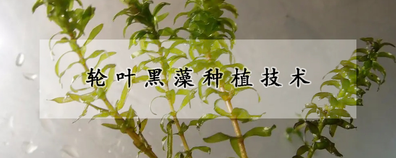 輪葉黑藻種植技術