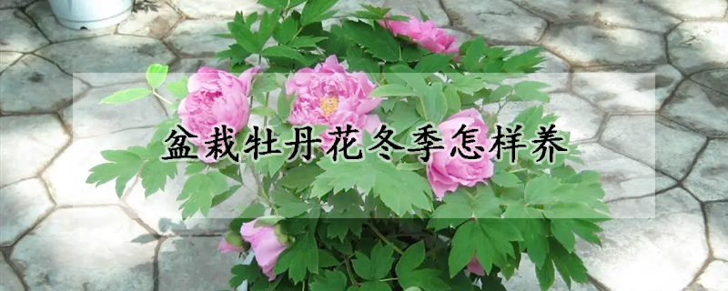 盆栽牡丹花冬季怎樣養(yǎng)