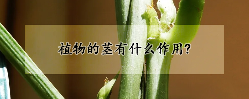 植物的莖有什么作用?