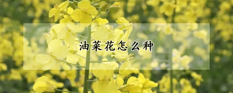 油菜花怎么種