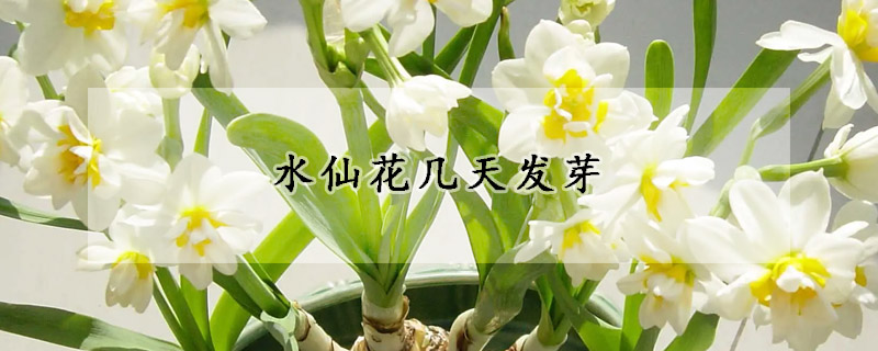 水仙花幾天發(fā)芽