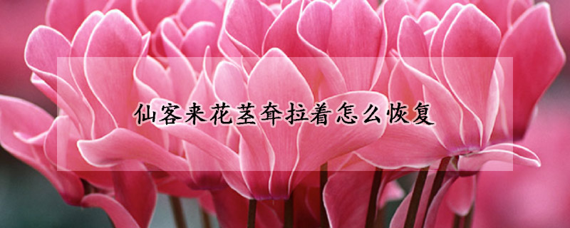 仙客來(lái)花莖耷拉著怎么恢復(fù)