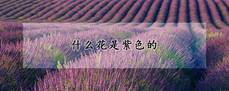 什么花是紫色的