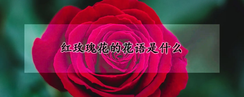 紅玫瑰花的花語(yǔ)是什么