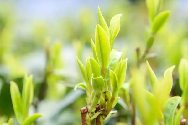 新昌西湖龍井是綠茶嗎 新昌西湖龍井屬于哪種茶葉