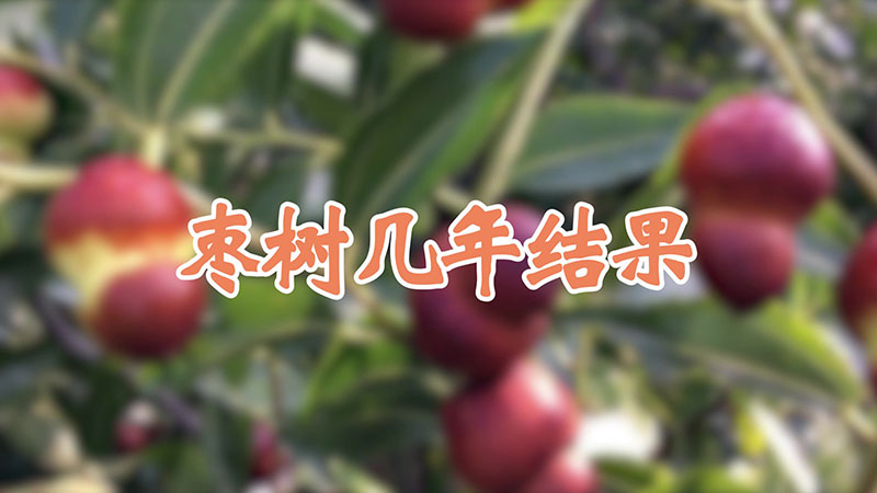 棗樹幾年結(jié)果