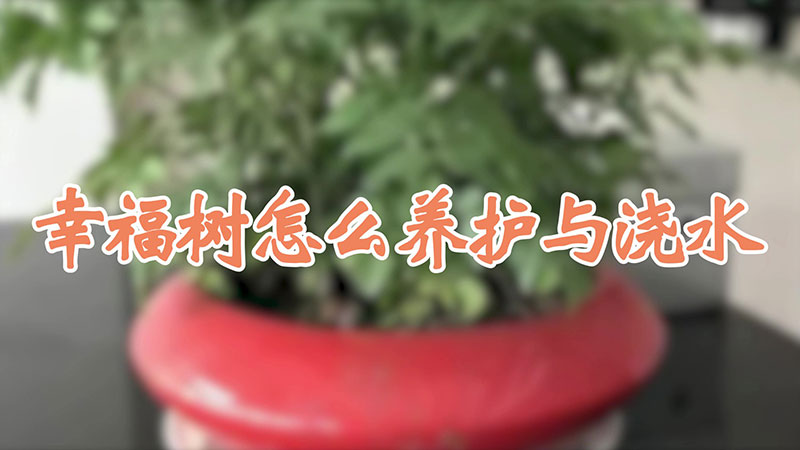 幸福樹怎么養(yǎng)護(hù)與澆水