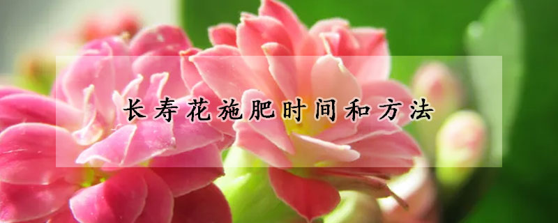 長(zhǎng)壽花施肥時(shí)間和方法