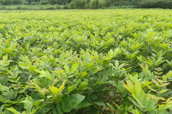 碧根果樹長什么樣