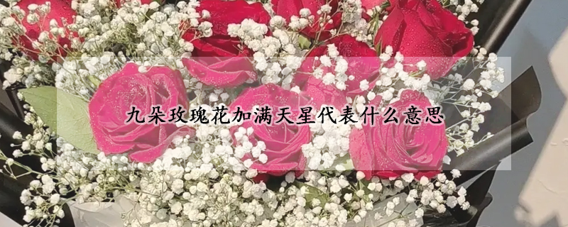 九朵玫瑰花加滿天星代表什么意思