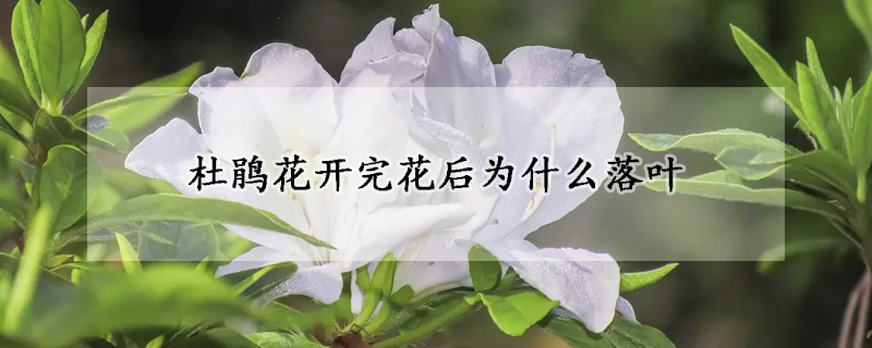 杜鵑花開完花后為什么落葉