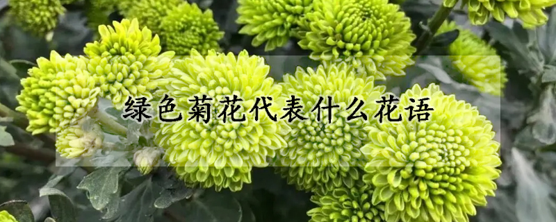 綠色菊花代表什么花語