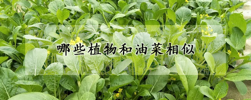 哪些植物和油菜相似