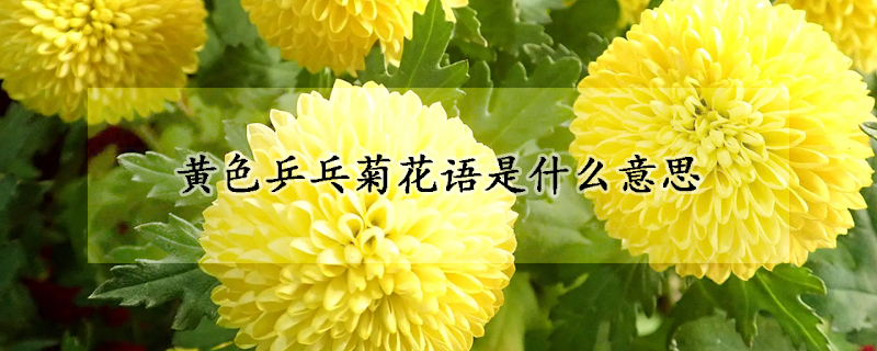 黃色乒乓菊花語是什么意思