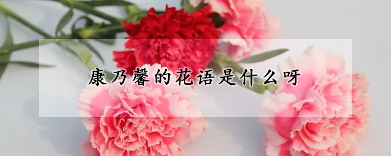 康乃馨的花語是什么呀