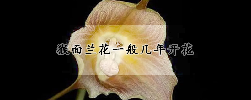 猴面蘭花一般幾年開花