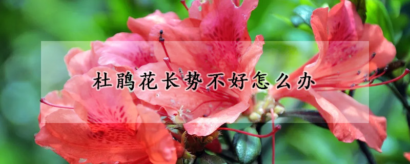 杜鵑花長勢(shì)不好怎么辦