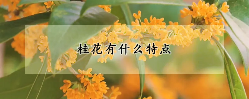 桂花有什么特點