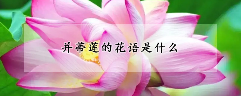 并蒂蓮的花語是什么