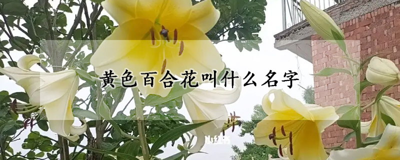 黃色百合花叫什么名字