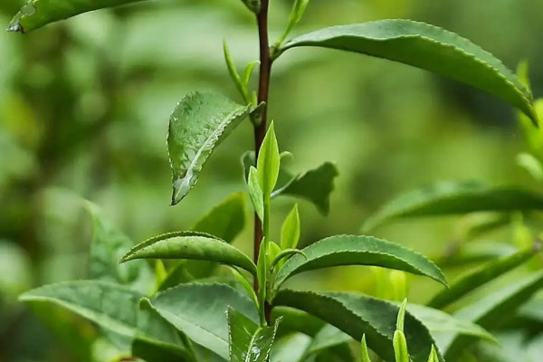 花果香野生紅茶屬于什么種類 花香紅茶屬于什么類型