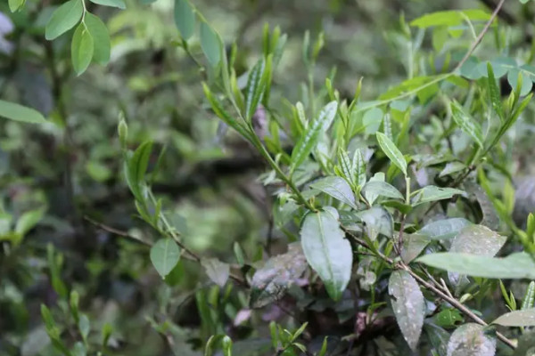 野生紅茶的種類 野生紅茶有哪些品種