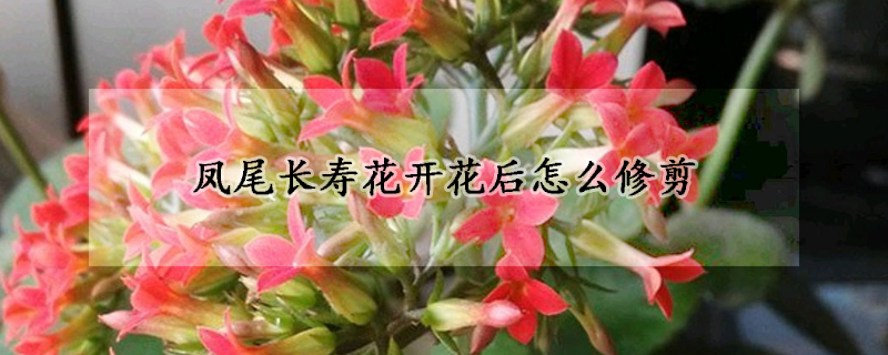 鳳尾長(zhǎng)壽花開花后怎么修剪