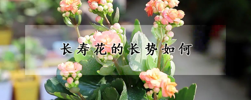 長(zhǎng)壽花的長(zhǎng)勢(shì)如何