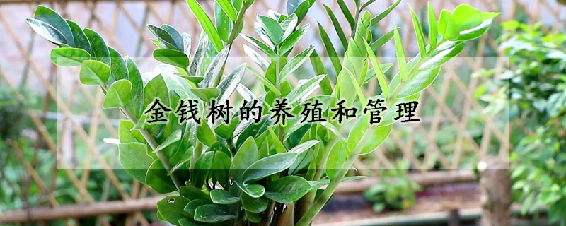 金錢樹的養(yǎng)殖和管理