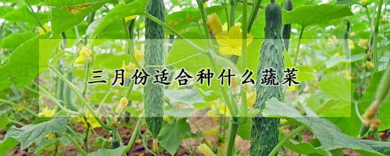 三月份適合種什么蔬菜