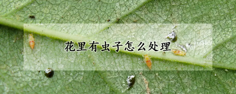 花里有蟲子怎么處理