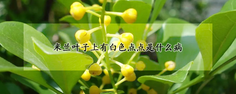 米蘭葉子上有白色點(diǎn)點(diǎn)是什么病