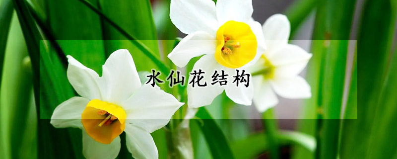 水仙花結構