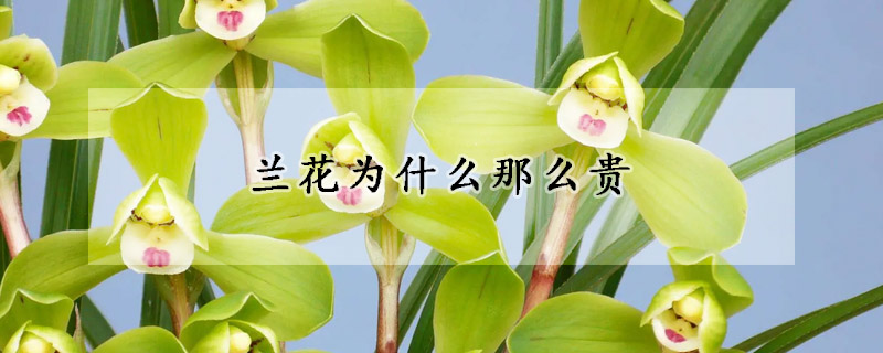 蘭花為什么那么貴