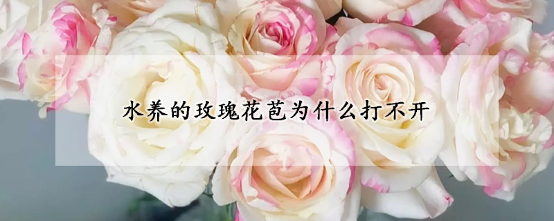 水養(yǎng)的玫瑰花苞為什么打不開