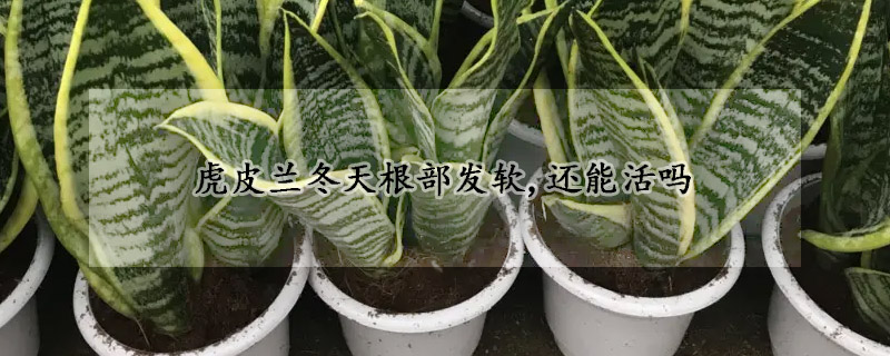 虎皮蘭冬天根部發(fā)軟,還能活嗎