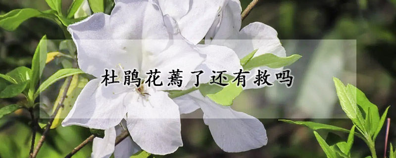 杜鵑花蔫了還有救嗎