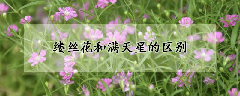 縷絲花和滿天星的區(qū)別