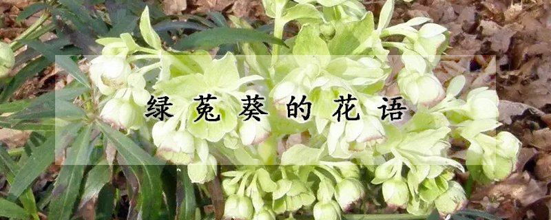 綠菟葵的花語