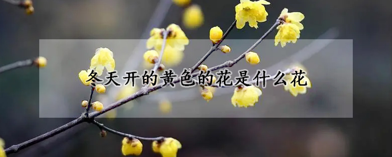 冬天開的黃色的花是什么花