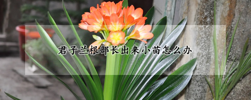 君子蘭根部長(zhǎng)出來小苗怎么辦