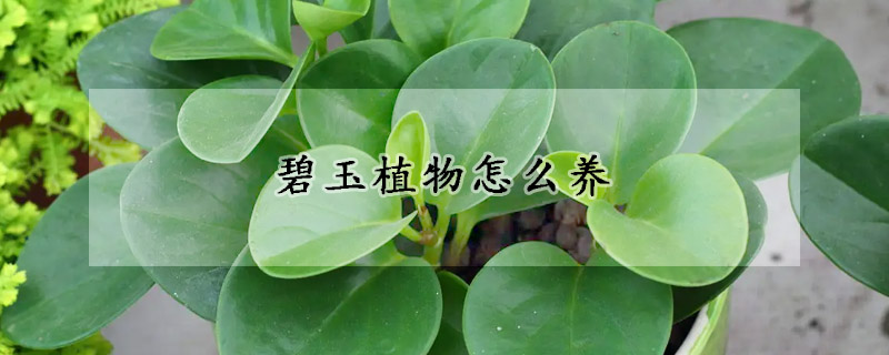 碧玉植物怎么養