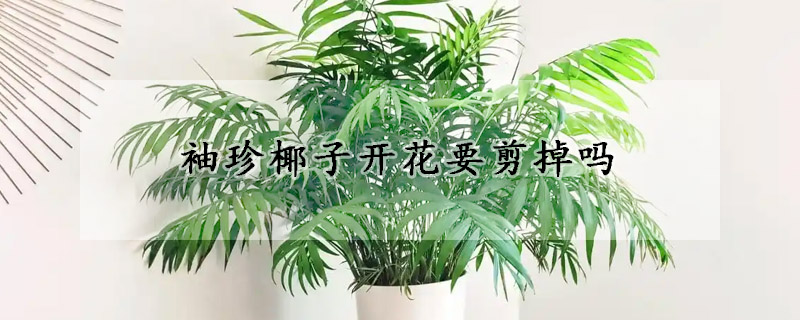 袖珍椰子開花要剪掉嗎