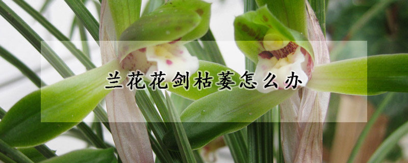 蘭花花劍枯萎怎么辦